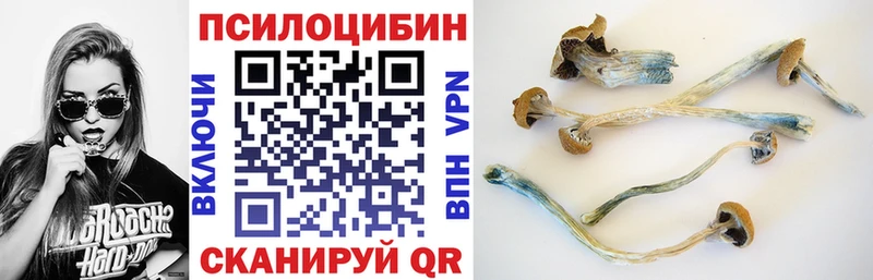Галлюциногенные грибы Psilocybe  Купить закладки  Псков 